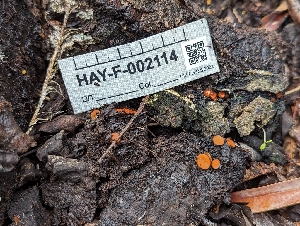  ( - HAY-F-002114)  @11 [ ] by-nc (2023) Stu Pickell Fungal Diversity Survey