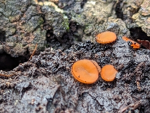  ( - HAY-F-002114)  @11 [ ] by-nc (2023) Stu Pickell Fungal Diversity Survey