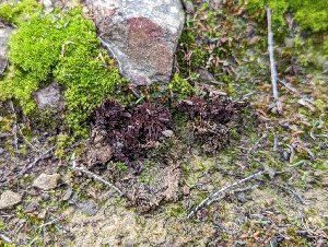  (Thelephora sp. CA06 - HAY-F-002116)  @11 [ ] by-nc (2023) Stu Pickell Fungal Diversity Survey