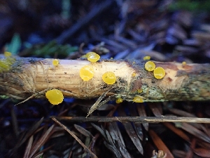  ( - HAY-F-001808)  @11 [ ] by-nc (2023) Sadie Hickey Fungal Diversity Survey