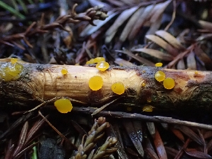  ( - HAY-F-001808)  @11 [ ] by-nc (2023) Sadie Hickey Fungal Diversity Survey
