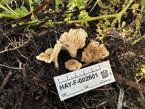  ( - HAY-F-002601)  @11 [ ] c (2023) Rudy Diaz Fungal Diversity Survey