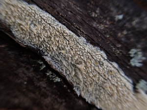  ( - HAY-F-001929)  @11 [ ] by-nc (2023) Sadie Hickey Fungal Diversity Survey