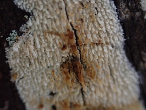  ( - HAY-F-001929)  @11 [ ] by-nc (2023) Sadie Hickey Fungal Diversity Survey