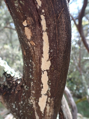  ( - HAY-F-001929)  @11 [ ] by-nc (2023) Sadie Hickey Fungal Diversity Survey