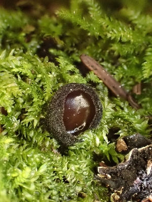  ( - HAY-F-001932)  @11 [ ] by-nc (2023) Sadie Hickey Fungal Diversity Survey