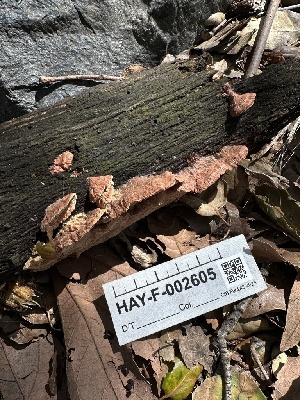  ( - HAY-F-002605)  @11 [ ] c (2023) Rudy Diaz Fungal Diversity Survey