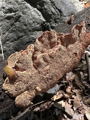  ( - HAY-F-002605)  @11 [ ] c (2023) Rudy Diaz Fungal Diversity Survey
