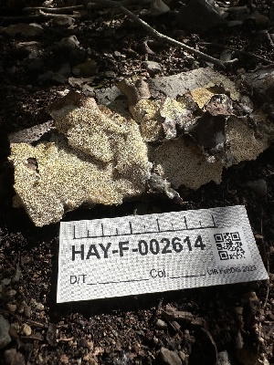  ( - HAY-F-002614)  @11 [ ] c (2023) Rudy Diaz Fungal Diversity Survey