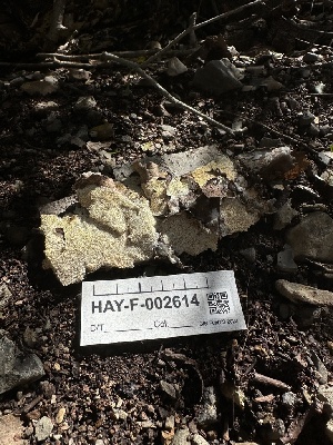  ( - HAY-F-002614)  @11 [ ] c (2023) Rudy Diaz Fungal Diversity Survey