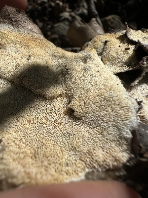  ( - HAY-F-002614)  @11 [ ] c (2023) Rudy Diaz Fungal Diversity Survey