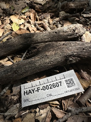  (Patellariales - HAY-F-002607)  @11 [ ] c (2023) Rudy Diaz Fungal Diversity Survey