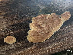  ( - HAY-F-002610)  @11 [ ] c (2023) Rudy Diaz Fungal Diversity Survey