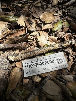  (Steccherinum sp. CA02 - HAY-F-002608)  @11 [ ] c (2023) Rudy Diaz Fungal Diversity Survey