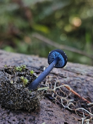  (Entoloma sp. CA77 - HAY-F-000700)  @11 [ ] by (2023) Mandy Hackney Fungal Diversity Survey