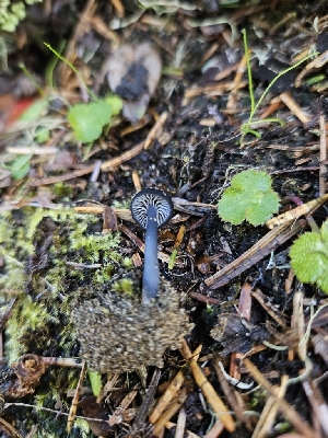  ( - HAY-F-000700)  @11 [ ] by (2023) Mandy Hackney Fungal Diversity Survey