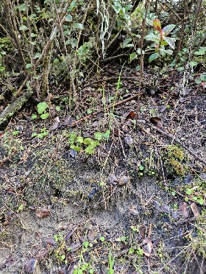  ( - HAY-F-000700)  @11 [ ] by (2023) Mandy Hackney Fungal Diversity Survey