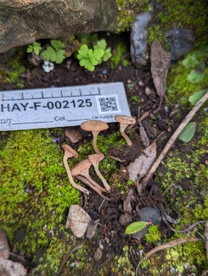 (Contumyces sp. rosellus-CA02 - HAY-F-002125)  @11 [ ] by-nc (2023) Stu Pickell Fungal Diversity Survey