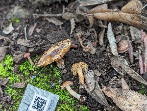  (Inocybe sp. CA22 - HAY-F-002126)  @11 [ ] by-nc (2023) Stu Pickell Fungal Diversity Survey