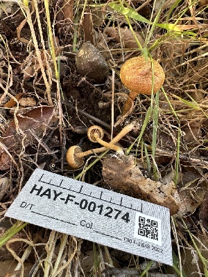  ( - HAY-F-001274)  @11 [ ] by-nc (2023) Aaron Tupac Fungal Diversity Survey