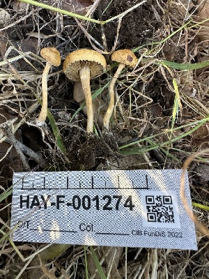  ( - HAY-F-001274)  @11 [ ] by-nc (2023) Aaron Tupac Fungal Diversity Survey