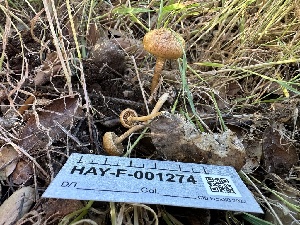  ( - HAY-F-001274)  @11 [ ] by-nc (2023) Aaron Tupac Fungal Diversity Survey