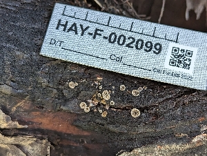  ( - HAY-F-002099)  @11 [ ] by-nc (2023) Stu Pickell Fungal Diversity Survey