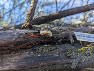  ( - HAY-F-002095)  @11 [ ] by-nc (2023) Stu Pickell Fungal Diversity Survey