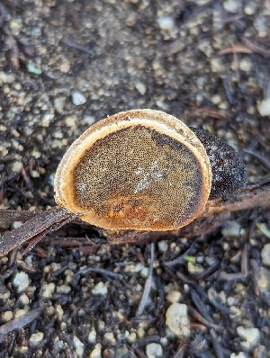  ( - HAY-F-002095)  @11 [ ] by-nc (2023) Stu Pickell Fungal Diversity Survey