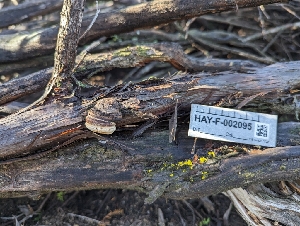  ( - HAY-F-002095)  @11 [ ] by-nc (2023) Stu Pickell Fungal Diversity Survey