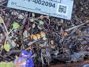 (Coprinellus sp. radians-IN01 - HAY-F-002094)  @11 [ ] by-nc (2023) Stu Pickell Fungal Diversity Survey