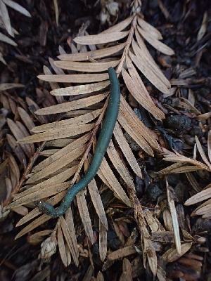  (Microglossum sp. CA01 - HAY-F-001940)  @11 [ ] by-nc (2023) Sadie Hickey Fungal Diversity Survey
