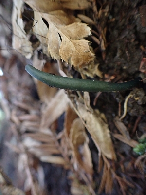  ( - HAY-F-001940)  @11 [ ] by-nc (2023) Sadie Hickey Fungal Diversity Survey