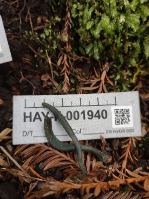  ( - HAY-F-001940)  @11 [ ] by-nc (2023) Sadie Hickey Fungal Diversity Survey