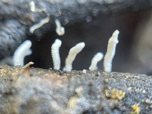  ( - HAY-F-002796)  @11 [ ] by-nc (2023) Damon Tighe Fungal Diversity Survey
