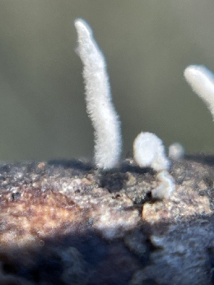  ( - HAY-F-002796)  @11 [ ] by-nc (2023) Damon Tighe Fungal Diversity Survey