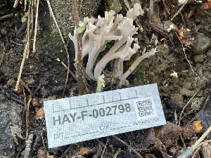  ( - HAY-F-002798)  @11 [ ] by-nc (2023) Damon Tighe Fungal Diversity Survey