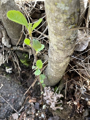  ( - HAY-F-002798)  @11 [ ] by-nc (2023) Damon Tighe Fungal Diversity Survey