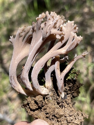  ( - HAY-F-002798)  @11 [ ] by-nc (2023) Damon Tighe Fungal Diversity Survey