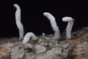  ( - HAY-F-002796)  @11 [ ] by-nc (2023) Damon Tighe Fungal Diversity Survey