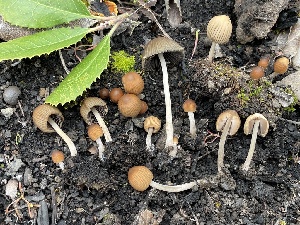  ( - HAY-F-002801)  @11 [ ] by-nc (2023) Damon Tighe Fungal Diversity Survey