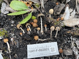  ( - HAY-F-002801)  @11 [ ] by-nc (2023) Damon Tighe Fungal Diversity Survey
