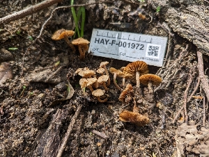  ( - HAY-F-001972)  @11 [ ] by-nc (2023) Stu Pickell Fungal Diversity Survey