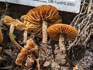  ( - HAY-F-001972)  @11 [ ] by-nc (2023) Stu Pickell Fungal Diversity Survey