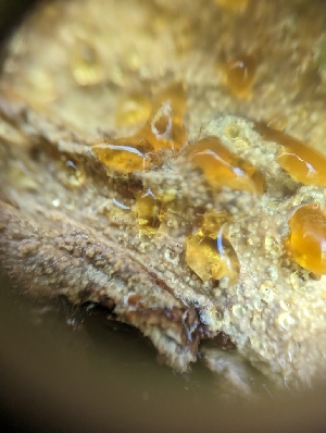  ( - HAY-F-002107)  @11 [ ] by-nc (2023) Stu Pickell Fungal Diversity Survey