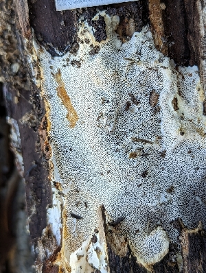  ( - HAY-F-002110)  @11 [ ] by-nc (2023) Stu Pickell Fungal Diversity Survey