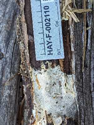  ( - HAY-F-002110)  @11 [ ] by-nc (2023) Stu Pickell Fungal Diversity Survey