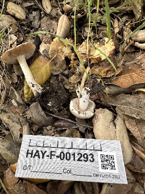  (Inocybe sp. CA14 - HAY-F-001293)  @11 [ ] by-nc (2023) Aaron Tupac Fungal Diversity Survey