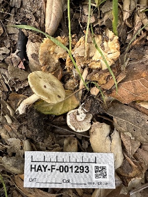  ( - HAY-F-001293)  @11 [ ] by-nc (2023) Aaron Tupac Fungal Diversity Survey