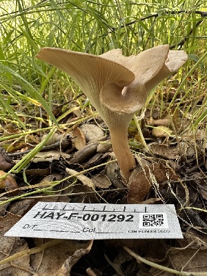  ( - HAY-F-001292)  @11 [ ] by-nc (2023) Aaron Tupac Fungal Diversity Survey